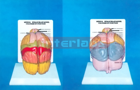 DESK-TYPE, MIDDLE HUMAN BRAIN MODEL COLOURED BY FUNCTION